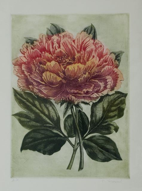 Peonia