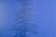 El árbol