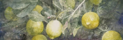 Limones II